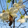 #owady #pszczoła #makro