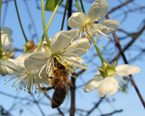 #owady #pszczoła #makro