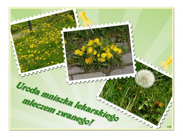 #mlecze #MniszekLekarski #kwiaty #dmuchawiec #collage