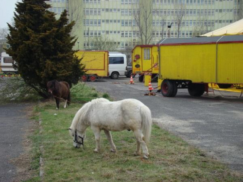 Cyrk Arlekin Opole 2008