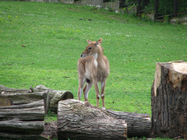 #Antylopy #zwierzęta #zoo #Wrocław