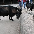 #kozy #zoo #zwierzęta #wrocław