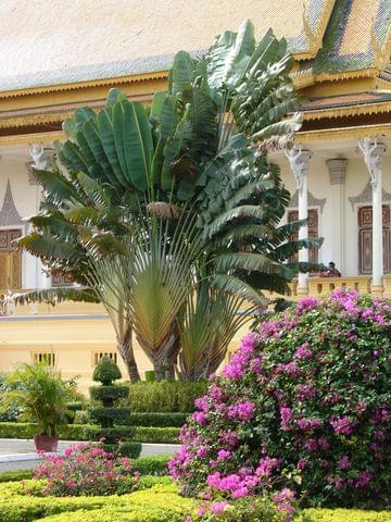 traveller's tree, Kompleks pałacowo-świątynny w Phnom Penh