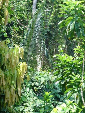 zdjęcie z okolic plantacji bananów na wzgórzu, Pulau Perentian Kecil (Wyspa Przystanek Mały)