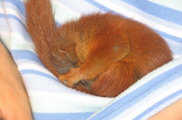 #ciekawe #wiewiórka #zwierzeta