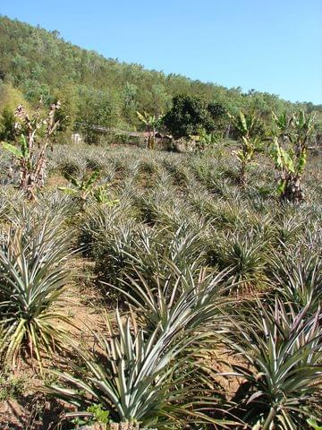 plantacja ananasów na północy Tajlandii