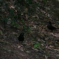 Kosy - bardzo irytujące ptaszki, w Parku Sobieskim jest ich pełno. Co krok można zobaczyć je buszujące w suchych liściach :-)