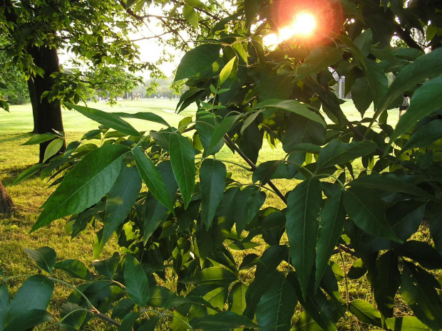 Zachod slonca w lisciach #liście #drzewa #drzewo #słońce #promienie #PromienieSłoneczne #ZachódSłońca #przyroda