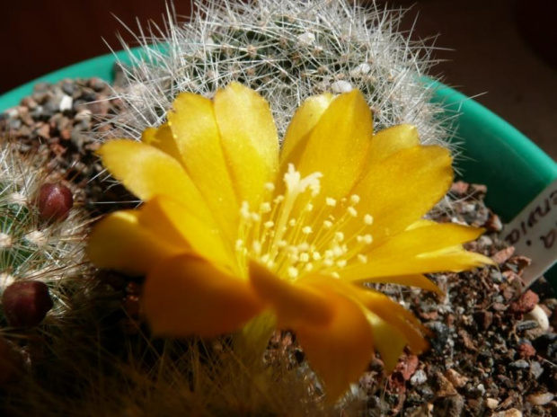 Rebutia senilis