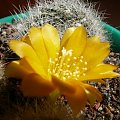 Rebutia senilis