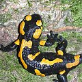 Salamandra