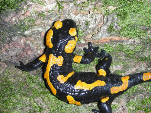 Salamandra