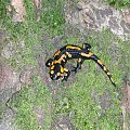 Salamandra