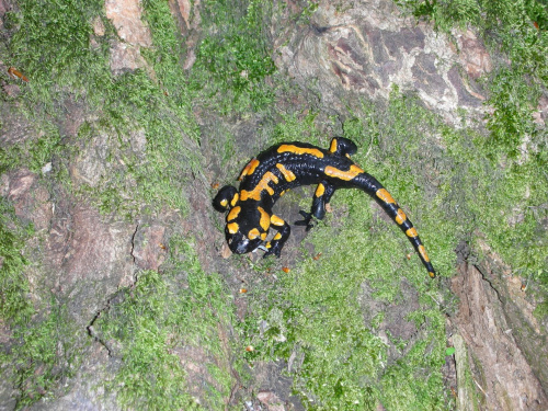 Salamandra