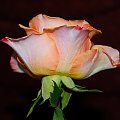 Roze #kwiaty #ogrody #alicjaszrednicka