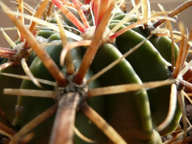 Ferocactus latispinus