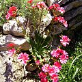 Piekna Levisia Cotyledon, tak pięknie mi zakwitła w tym roku :) #RoślinySkalne #levisia #przyroda