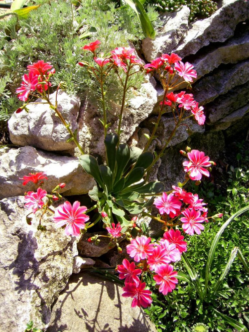 Piekna Levisia Cotyledon, tak pięknie mi zakwitła w tym roku :) #RoślinySkalne #levisia #przyroda