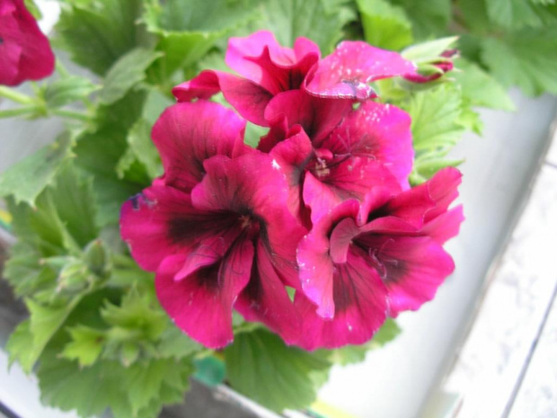 Pelargonia angielska #Kwiaty