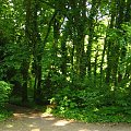 ogród dendrologiczny w P-ń #las #ogród #zieleń #widoki #drzewa