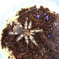 Smithi L8