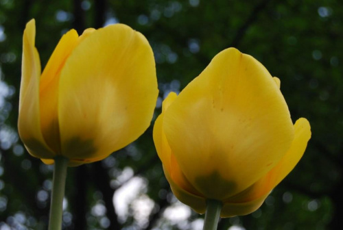 tulipanki #kwiaty #natura #przyroda