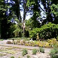 w ogrodzie dendrologicznym w Poznaniu #ogrod #botanika #drzewa #rosliny