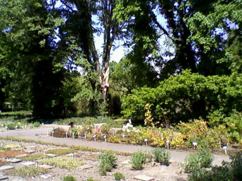 w ogrodzie dendrologicznym w Poznaniu #ogrod #botanika #drzewa #rosliny