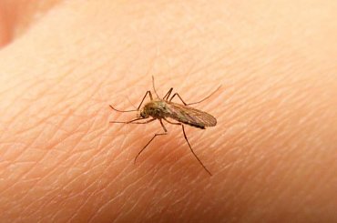 komar ssie krew, seria 10 zdjęć #komar #krew #człowiek