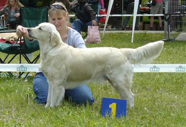 www.zlaty-retriever.unas.cz