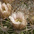 Gymnocalycium saglionis