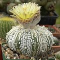 Astrophytum asterias cv supercabuto