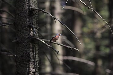 Zięba #zięba #ptak #natura #przyroda