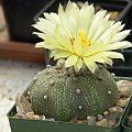 Astrophytum asterias