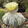 Astrophytum asterias cv supercabuto