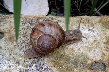 Mieszkancy mojego ogrodu #FAUNA #MÓJOGRÓD #slimaki #winniczek #zwierzeta #żyjątka