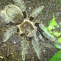 B.Albopilosum L7