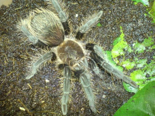 B.Albopilosum L7