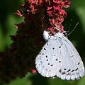 Modraszek wieszczek (Celastrina argiolus) #makro