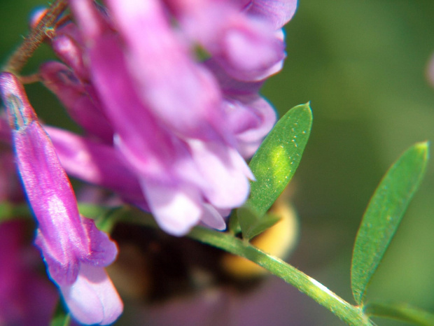 kwiaty #przyroda #natura #rośliny #botanika #makrofotografia #kwiaty #flora