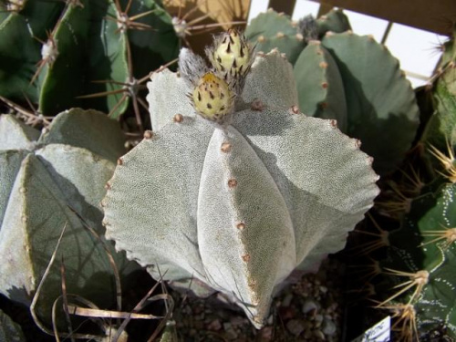 Astrophytum