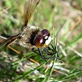 Ważka czarnoplama - Libellula quadrimaculata ; w wersji XXL . Data : 11.05.2008. Miejscowość : Talary .