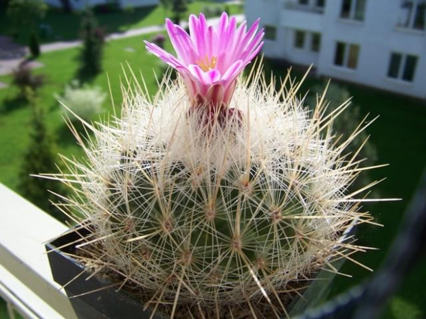 Thelocactus macdowelli