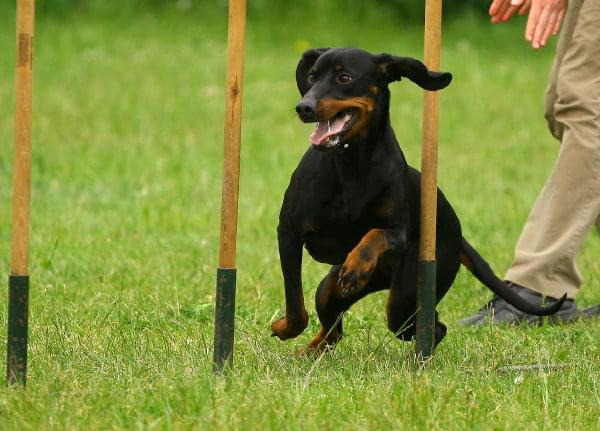 Zawody Agility 24.05.2008 Bydgoszcz PPA