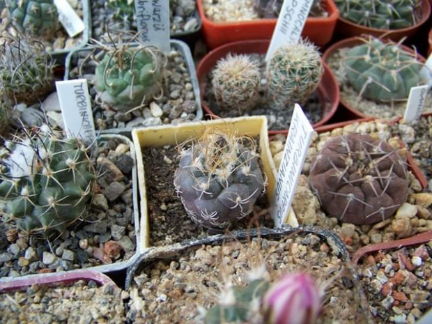 Turbinicarpus krainzianus