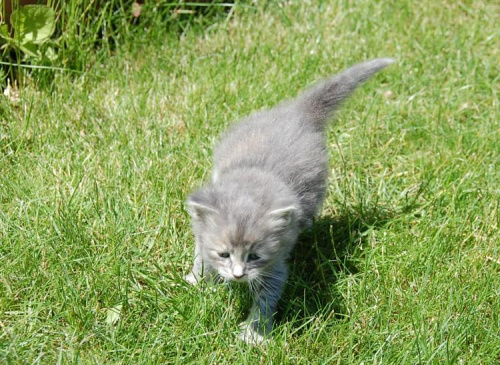 Koteczka syberyjska -szylkret niebieski pręgowany - ur.26.04.2008 w hodowli Marcowe Migdały #Limonka #kociaki #kocięta #MarcoweMigdały