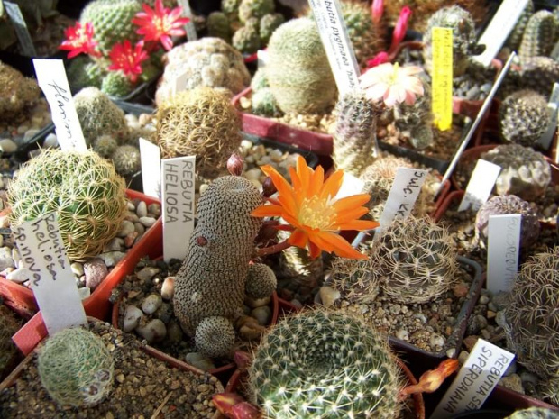 Rebutia heliosa