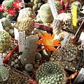 Rebutia heliosa