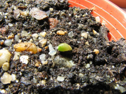matucana madisoniorum v. horridispinum - 3 miesiące