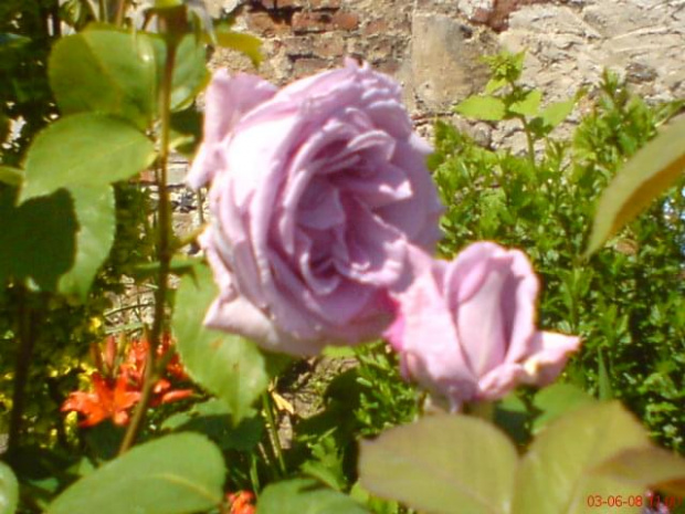 niebieska róża #kwiaty